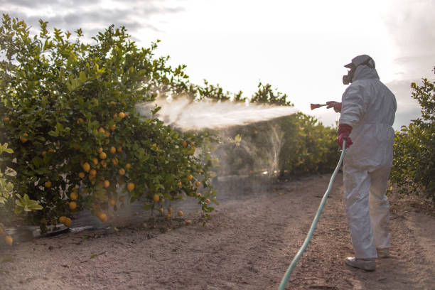 Best Fumigation Services  in Gatlinburg, TN